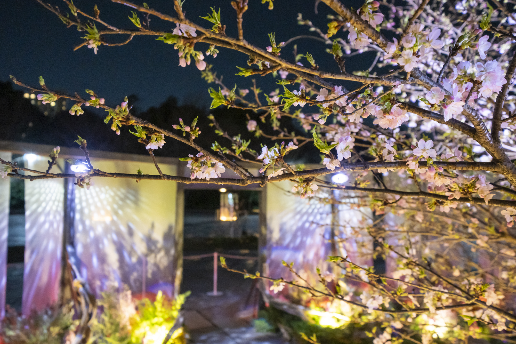 花と光のムーブメント 木場公園/木と触れあうボタニカルイルミネーション